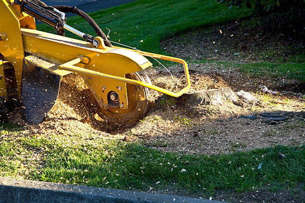 Best Tree Stump Removal  in White Center, WA